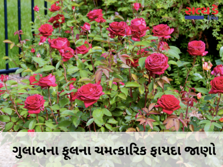 From Gulkand to Rosehip Tea, know how beneficial rose flower is for health.