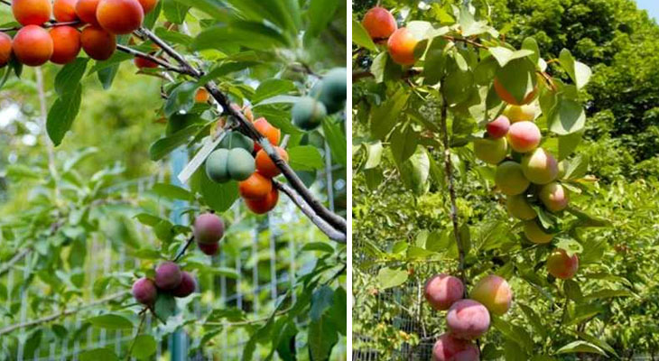 together 40 types of fruit grow on the same tree