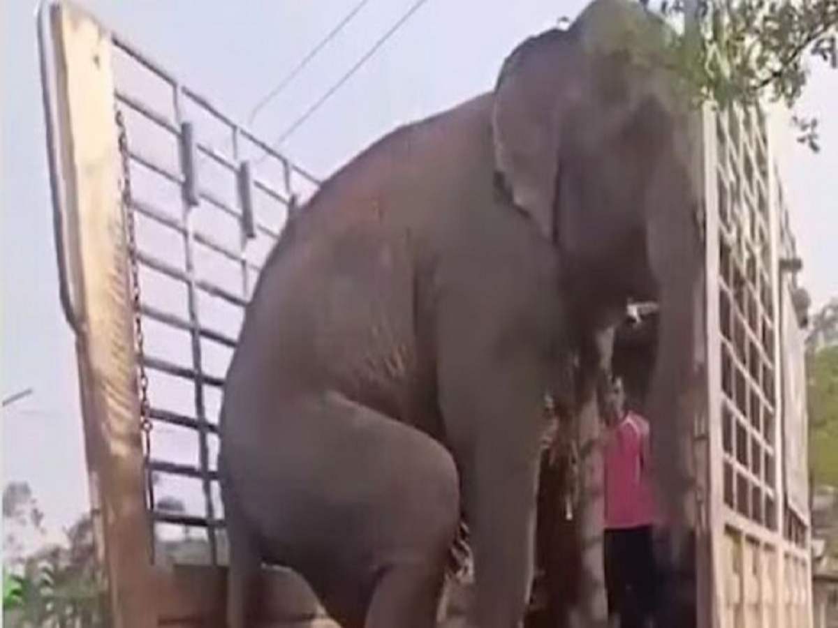 smart elephant