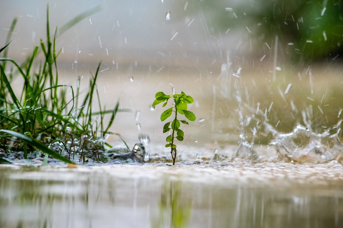 Lifestyle: વરસાદનું પાણી છોડ માટે ફાયદાકારક કે નુકસાનકારક, જાણો જવાબ.