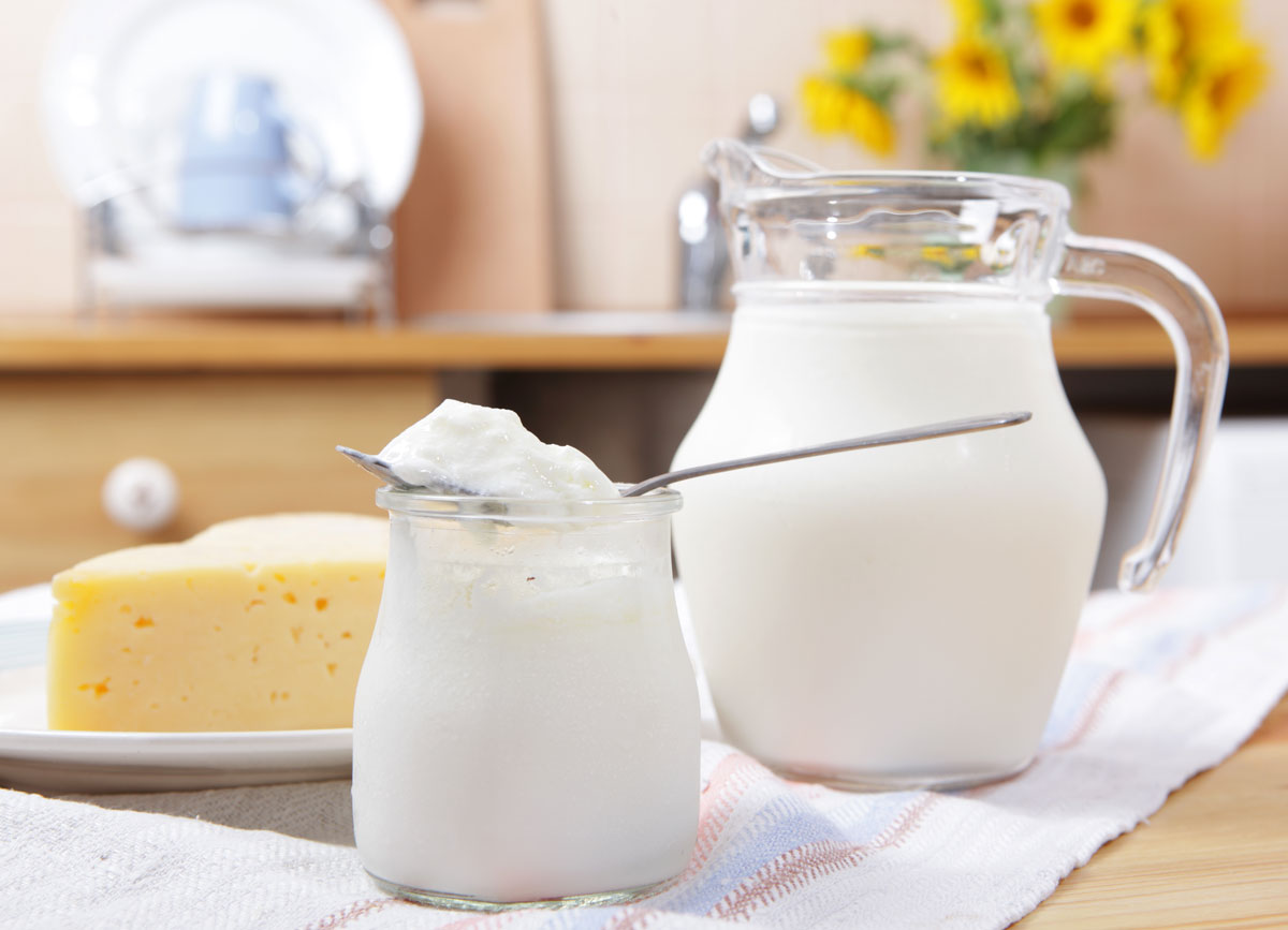 milk yogurt cheese dairy