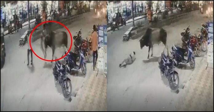 bull attacked the police constable from behind raised his horns and slammed him on the road 696x365 1