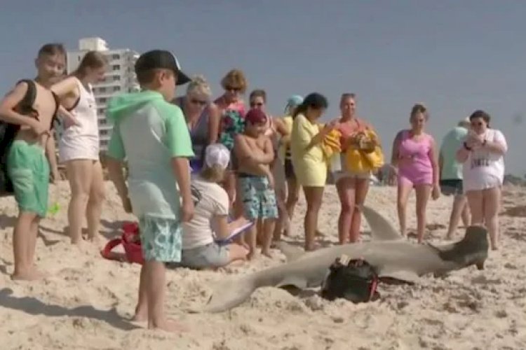 massive 11 foot pregnant hammerhead shark weigh 200 kg washes ashore on florida beach