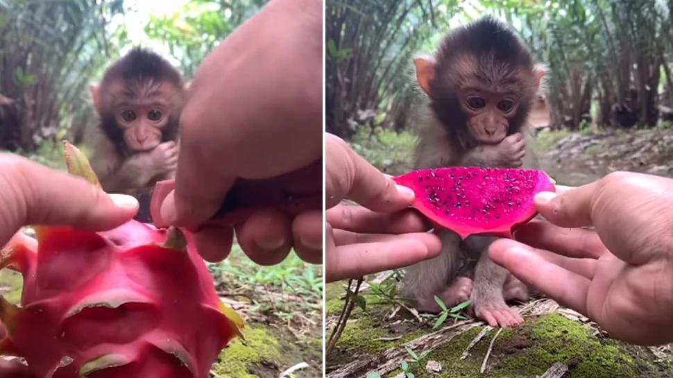 monkey video baby monkey relishing a dragon fruit video has gone viral