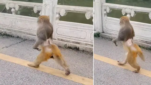 story monkey running like human athlete amazing video viral on social media