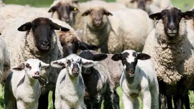 Australia Man entered the farm of sheep and goats this