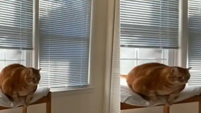 fatty cat failed to jump funny animlas video viral on internet 1653317240