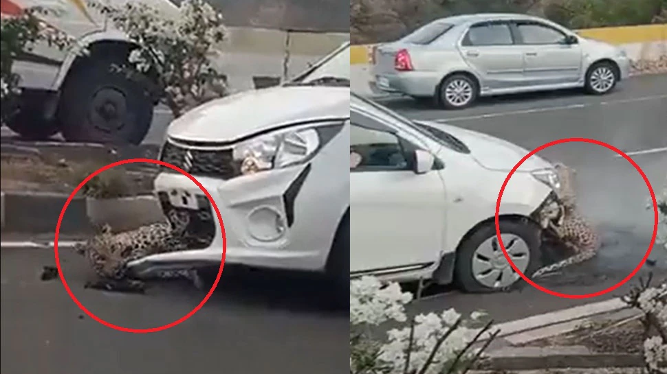 viral video leopard gets hit by car on busy highway leopard accident watch trending video