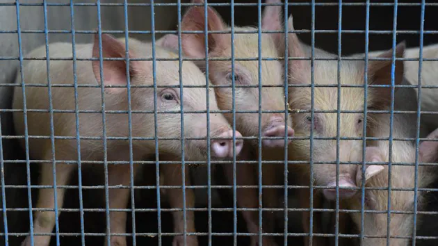 Swine fever alert issued in Uttarakhand 115 pigs killed in Pauri Dehradun
