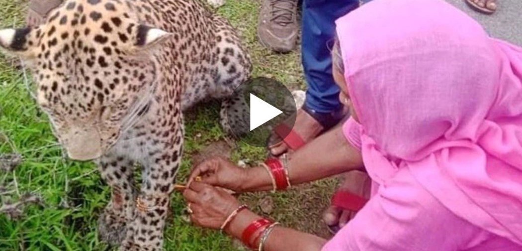 A woman trapped a dangerous leopard what users said after watching the video..... know