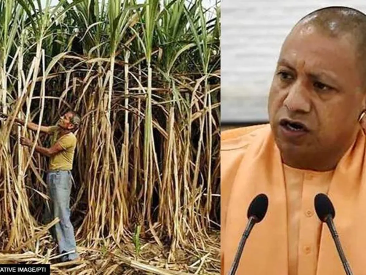 After sugarcane UPs Sugar Bowl will now be known for this cultivation CM Yogis new scheme