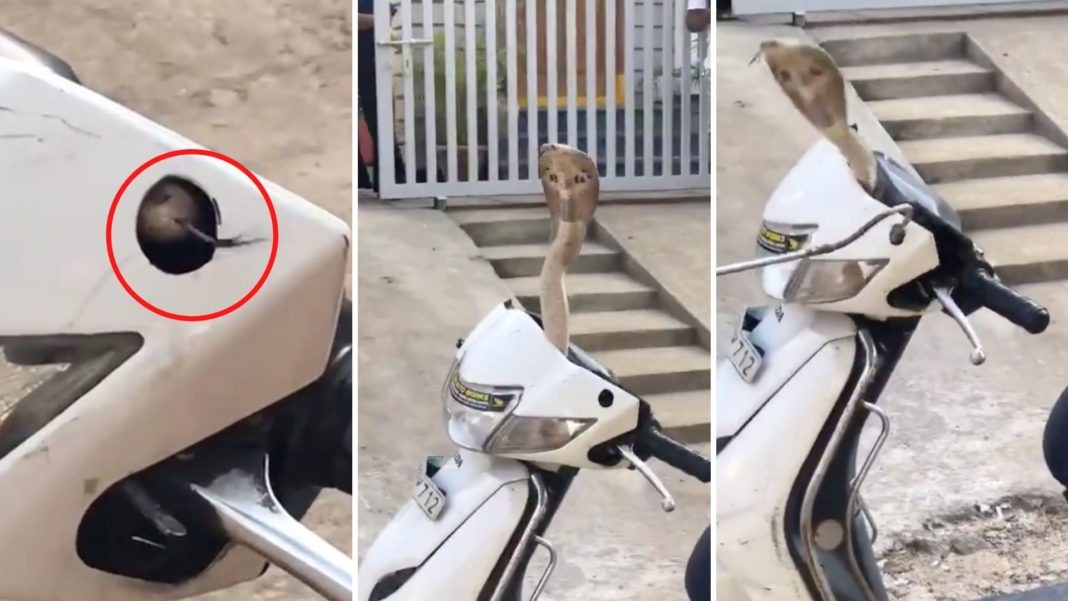 If a snake enters a bike scooter or car do these 3 things otherwise you will have to save your life