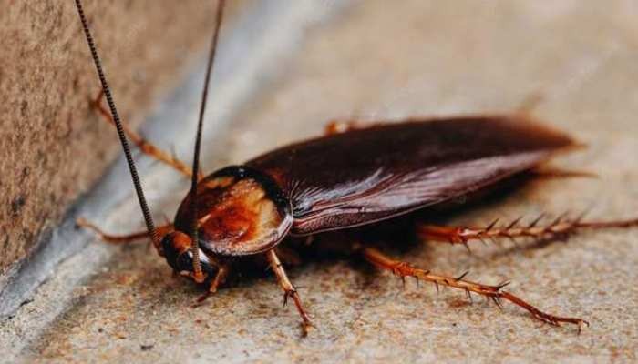 If there is a cockroach infestation in the house follow this simple recipe you will get rid of it soon