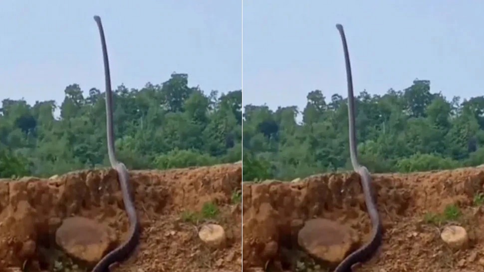 You will also be shocked to see this video of the snake caught on camera
