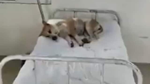 Dog found lying on bed in hospital Congress mocked Watch the video