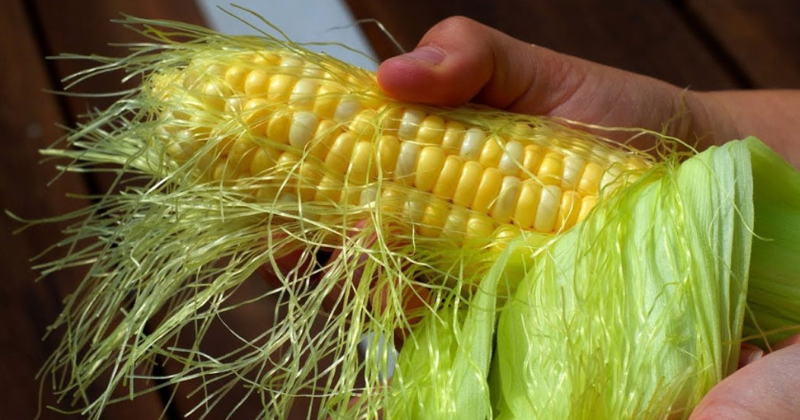 Dont throw away the corn fibers while roasting or youll miss out on the 5 benefits.