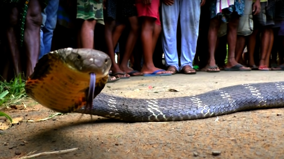 Family members trembled after seeing king cobra snake catcher came and did this work see video