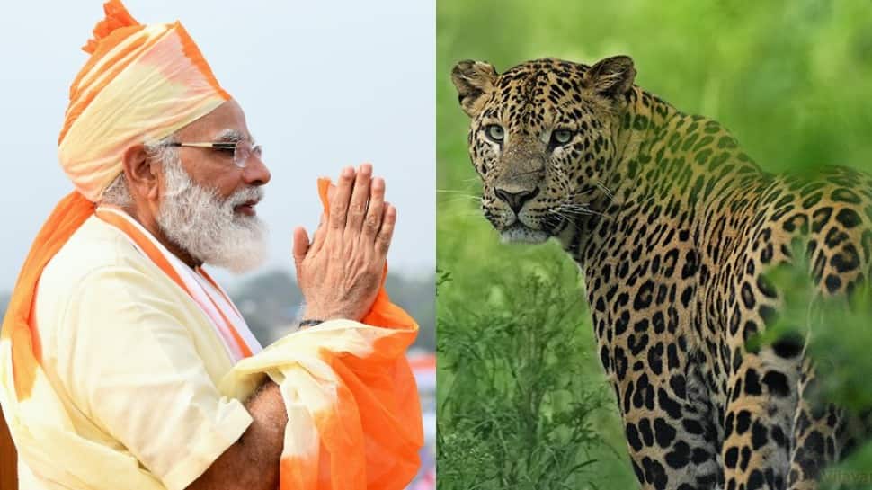 Leopards returned to Indian soil PM Modi said adding a centuries old link