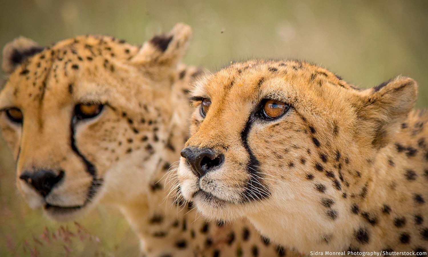 Why did cheetahs come to India from Namibia instead of Iran
