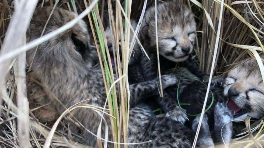 cheetah cub 1685012707