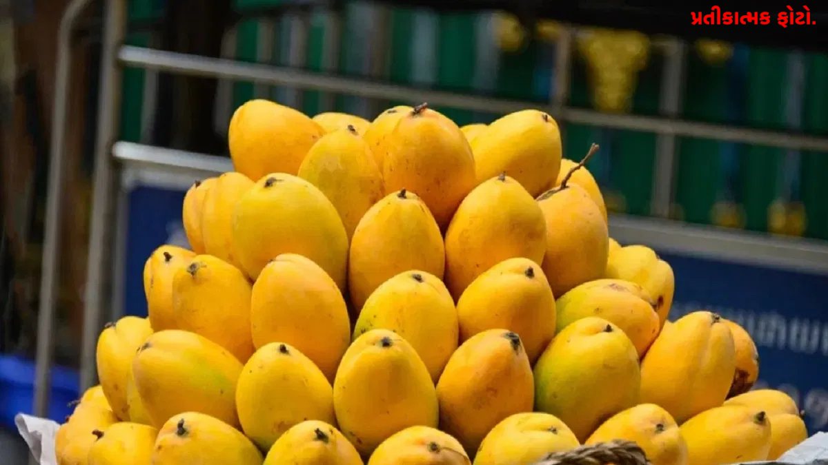 suger free mango